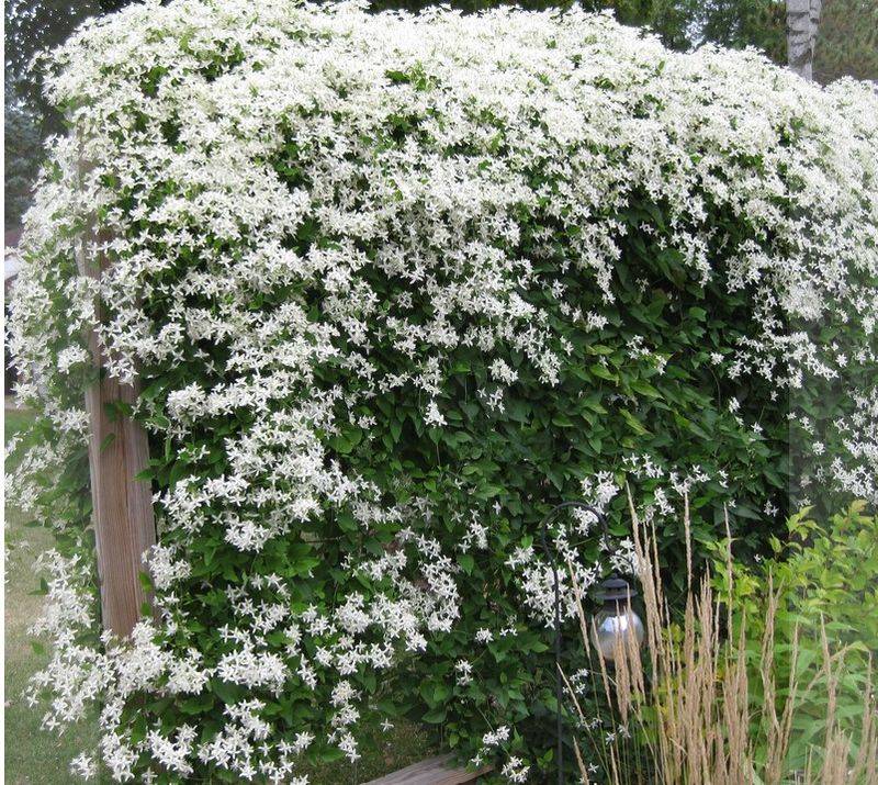 Clematis ‘Sweet Autumn’ (Clematis terniflora)