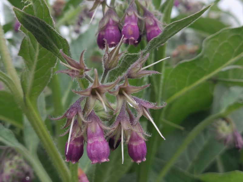 Comfrey