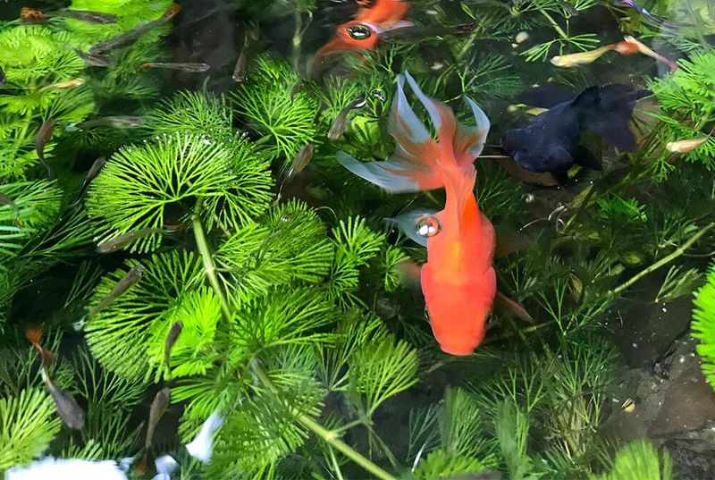 Oxygenation Enhancement