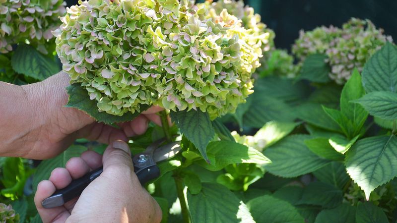 Hydrangeas May Not Bloom If You Prune Them Wrong