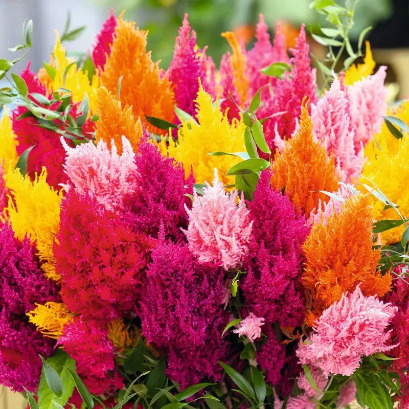 Celosia (Cockscomb)