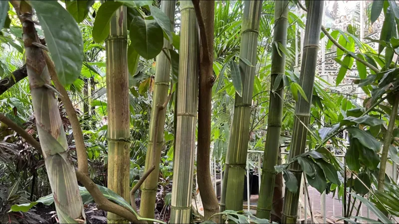 Bamboo (Phyllostachys spp.)