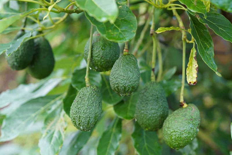 Avocado (in non-tropical areas)