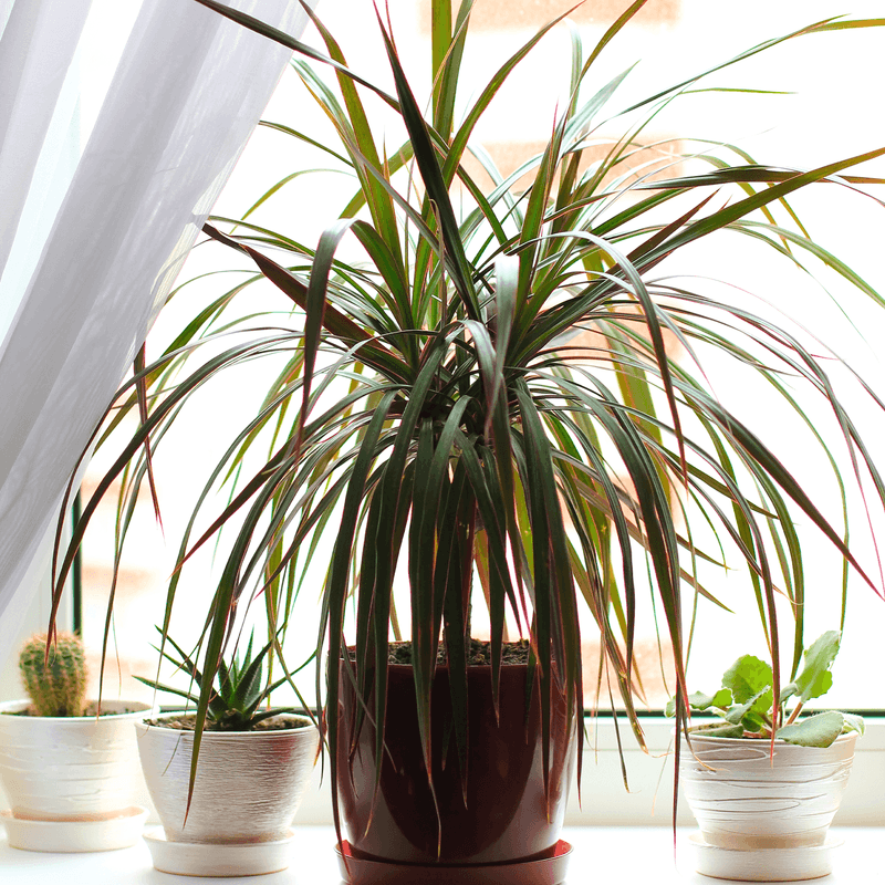 Dracaena (Dracaena spp.)