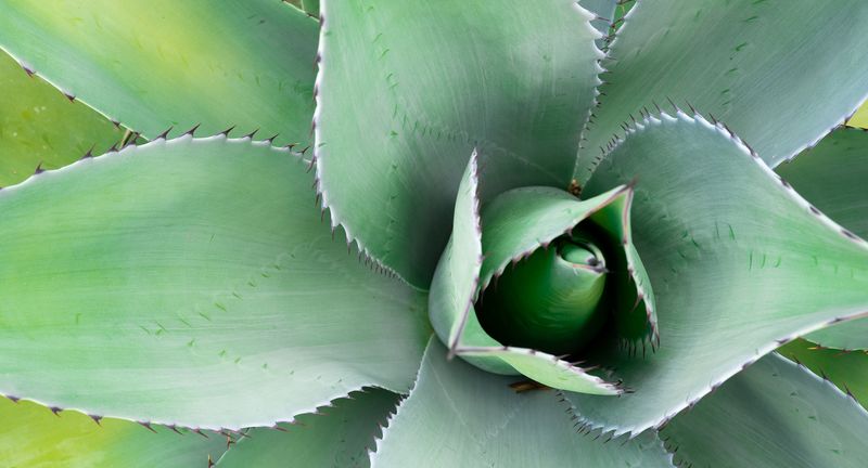 The Mesmerizing Beauty of Agave