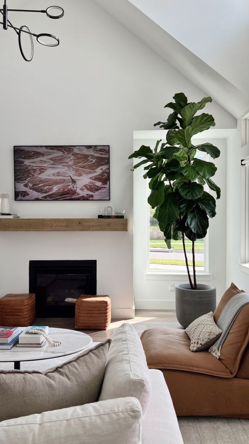 Fiddle Leaf Fig