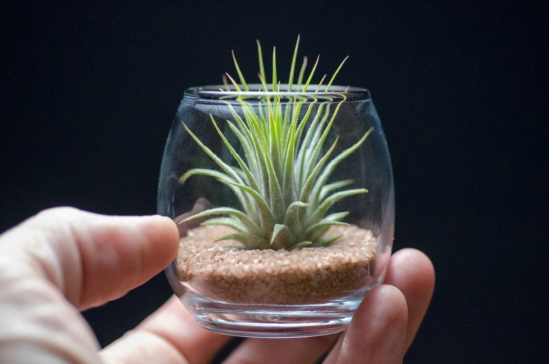 Air Plant