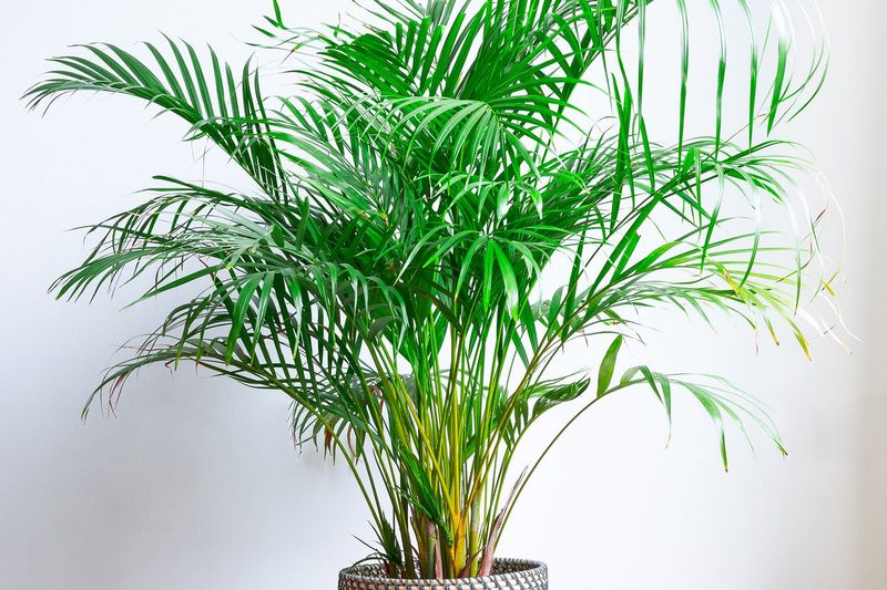 Areca Palm