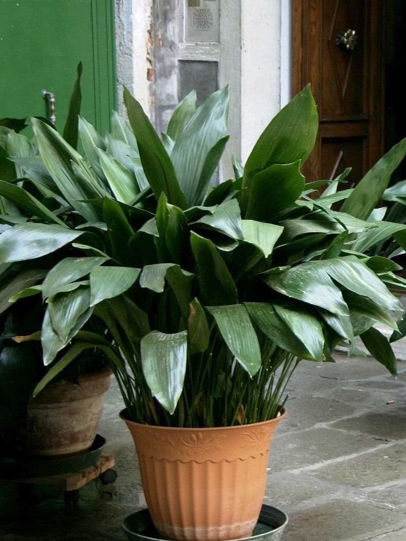 Cast Iron Plant