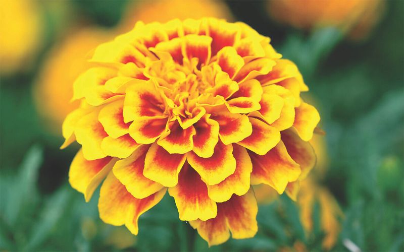 Marigold