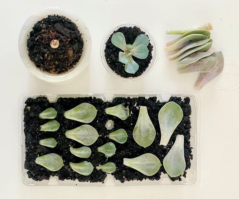 Succulent Varieties