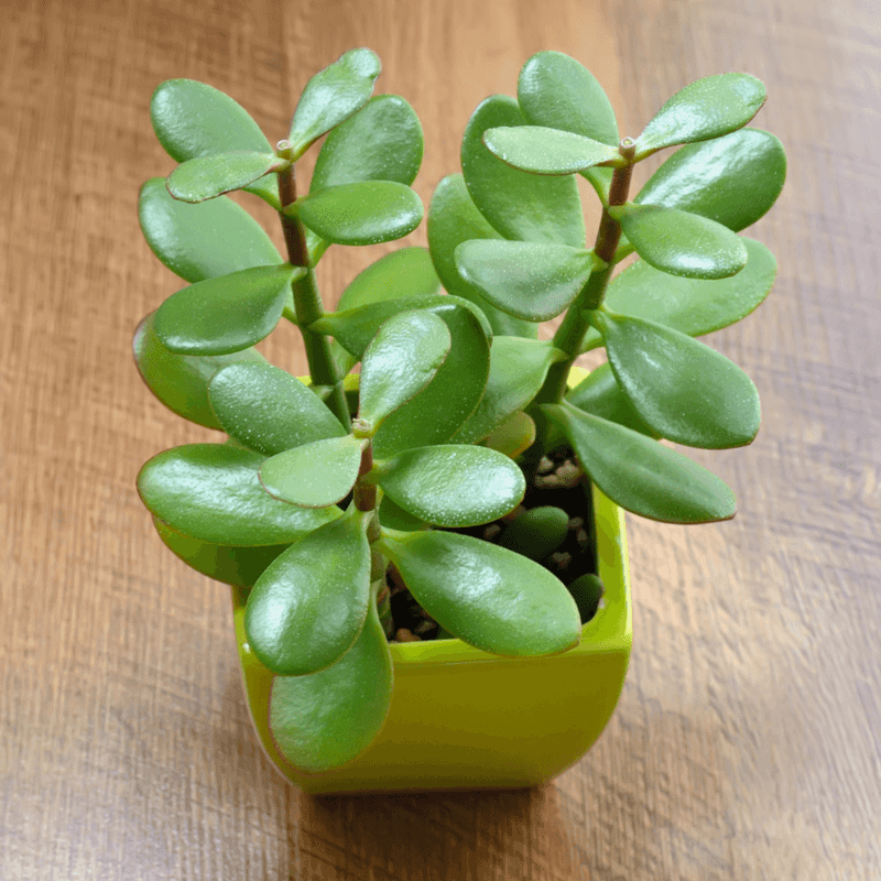 Jade Plant (Crassula ovata)