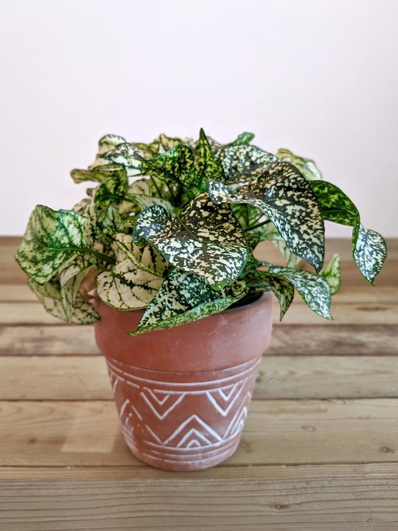 Polka Dot Plant (Hypoestes phyllostachya)