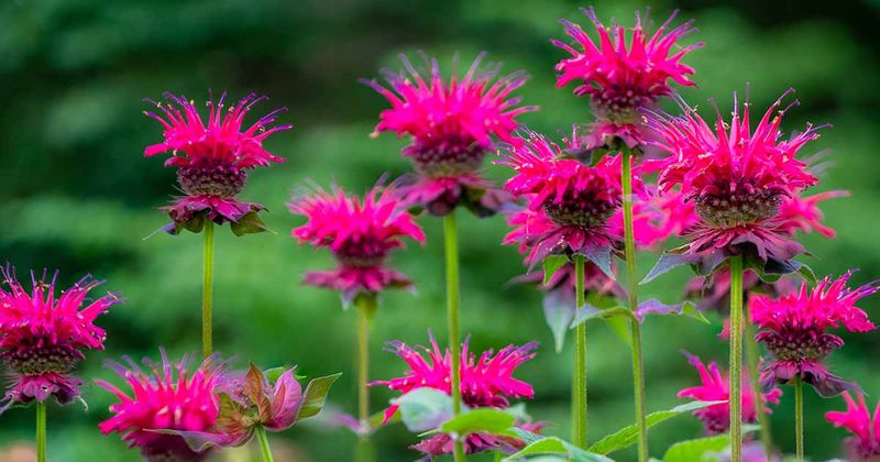 Bee Balm