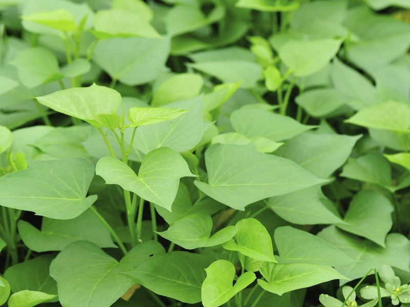 Sweet Potato Leaves