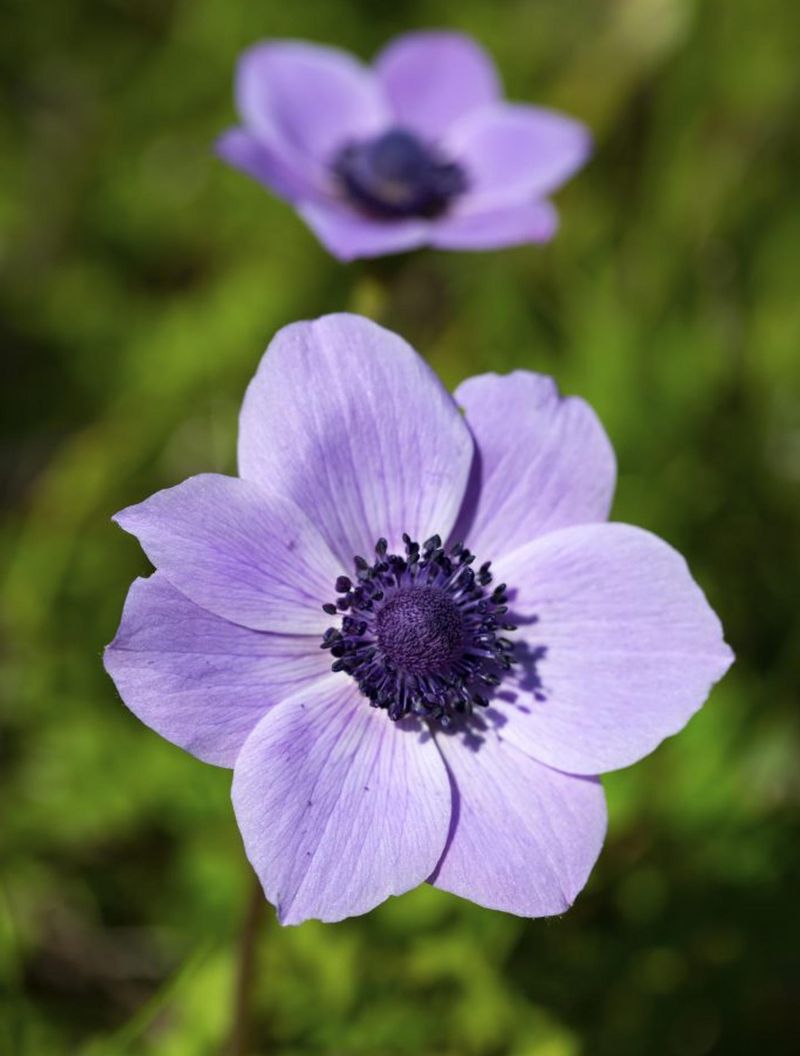 Anemone
