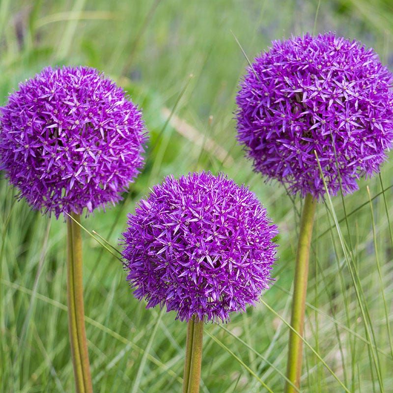 Allium