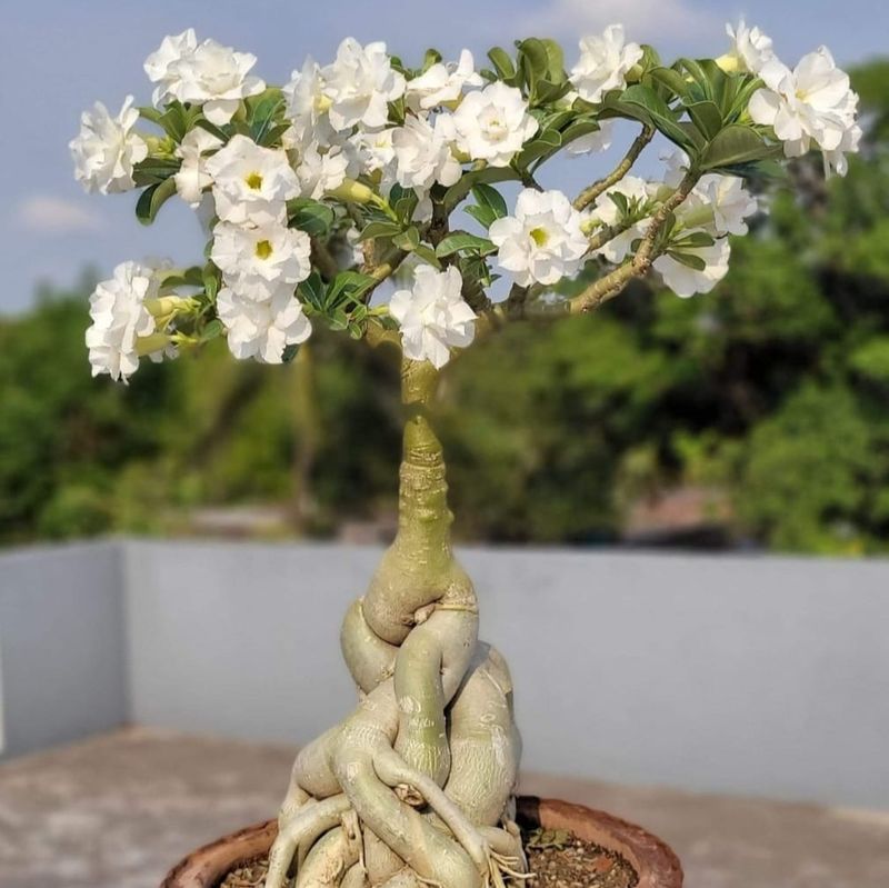 Desert Rose (Adenium obesum, white-flowered type)