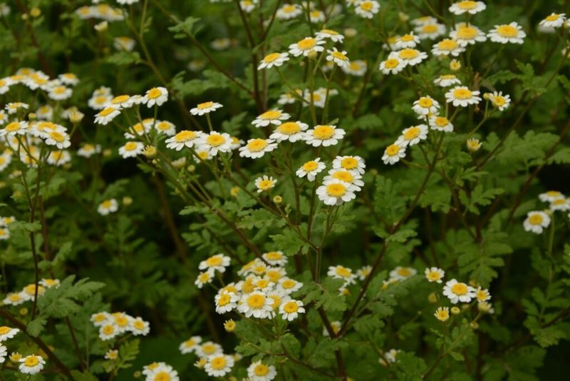 Feverfew