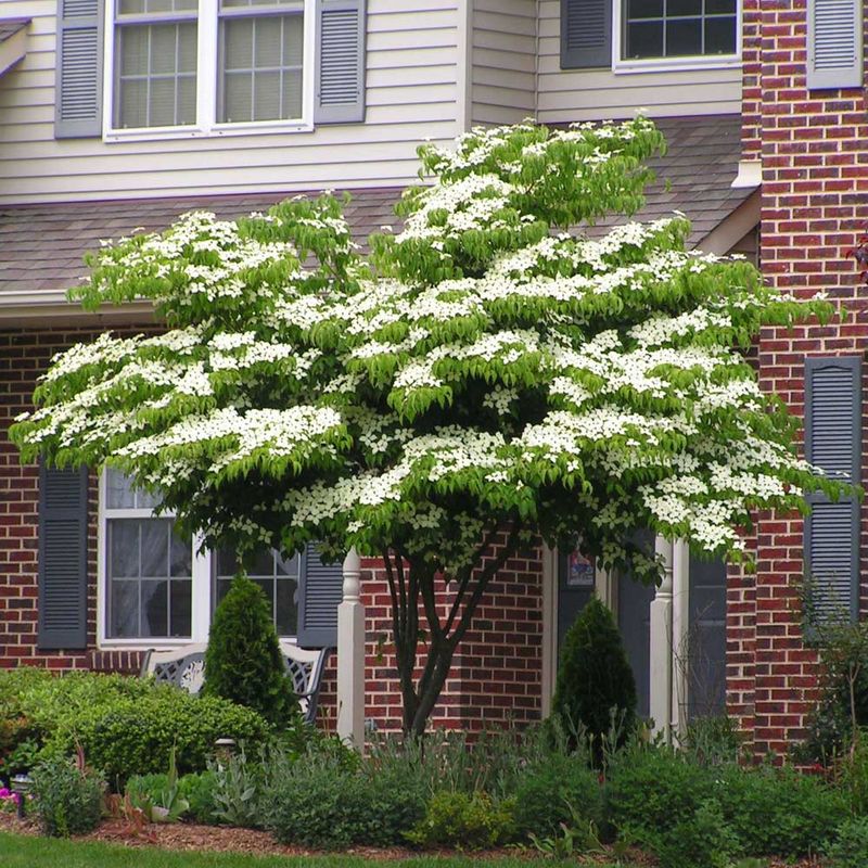 Kousa Dogwood (Cornus kousa)