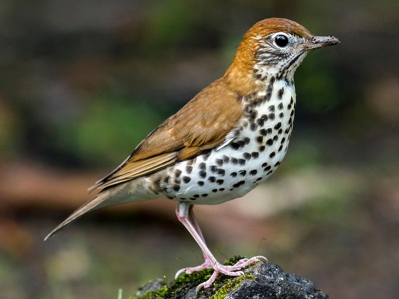 Wood Thrush