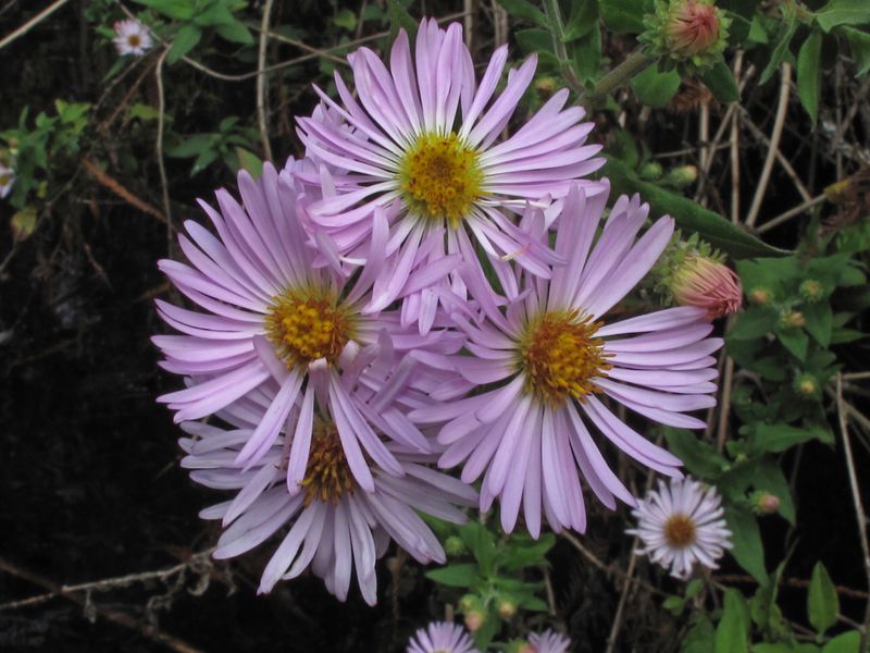 Climbing Aster (Ampelaster carolinianus)