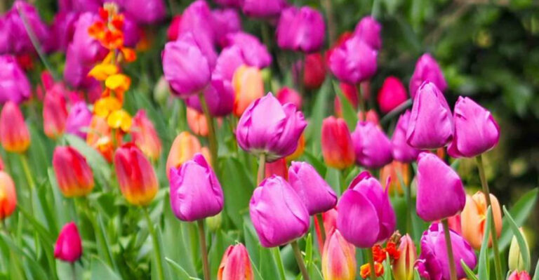 Americans Love These 20 Flowers – Do You Know the #1 Pick?