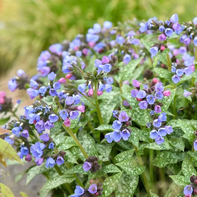 Lungwort