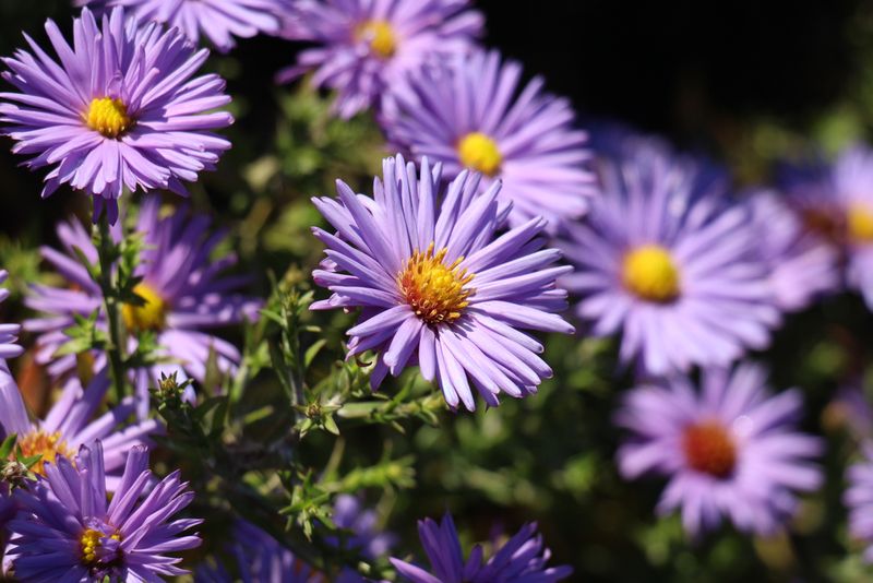 Aster