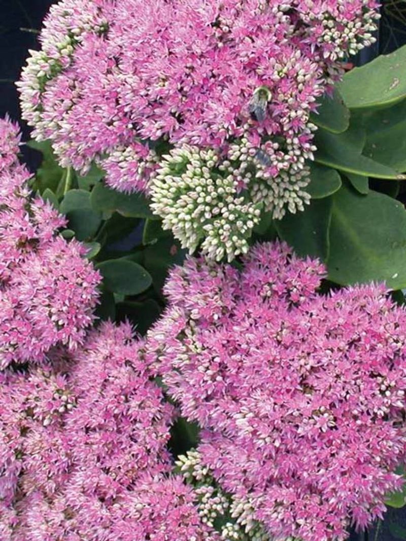Sedum 'Pink Bomb'