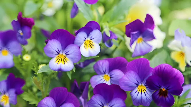 Pansy