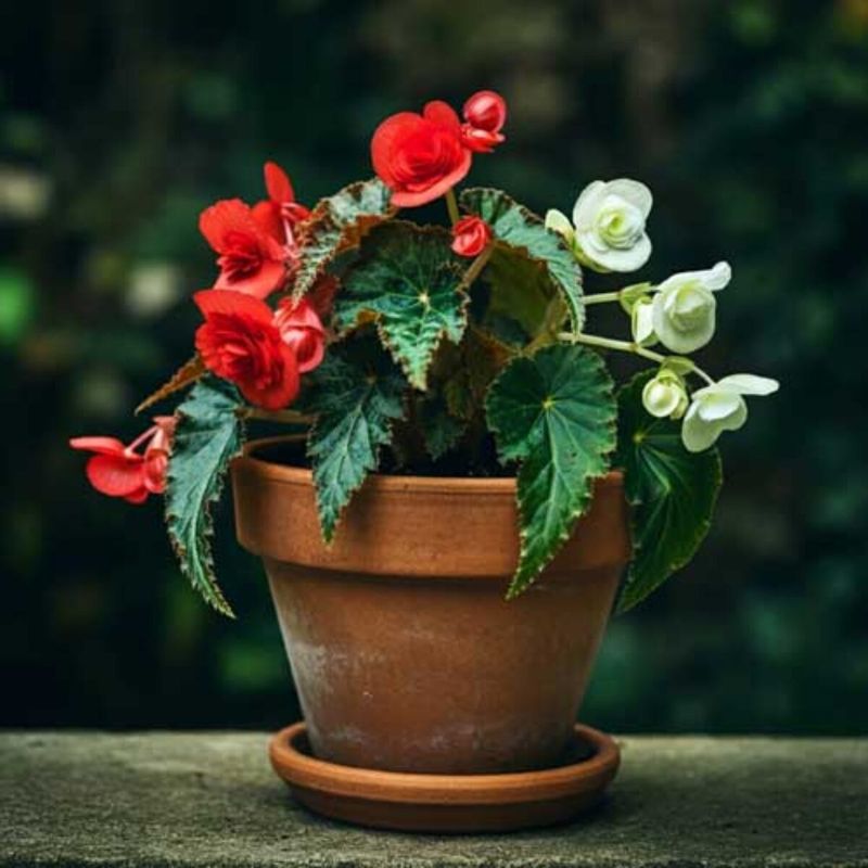 Wax Begonia