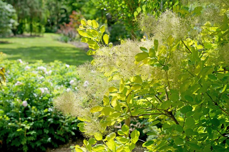 Green Smoke Bush