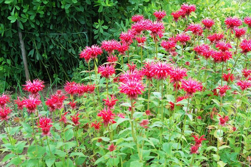 Bee Balm (Monarda spp.)