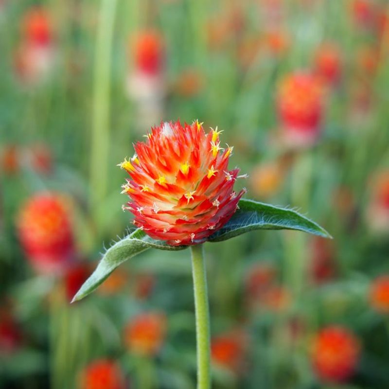 Gomphrena (Globe Amaranth) 🌈