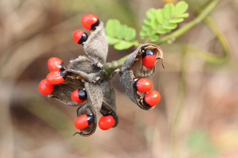 Rosary Pea (Abrus precatorius)