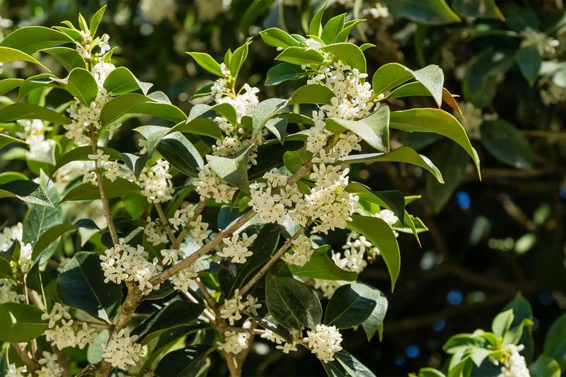 Sweet Olive (Osmanthus fragrans)