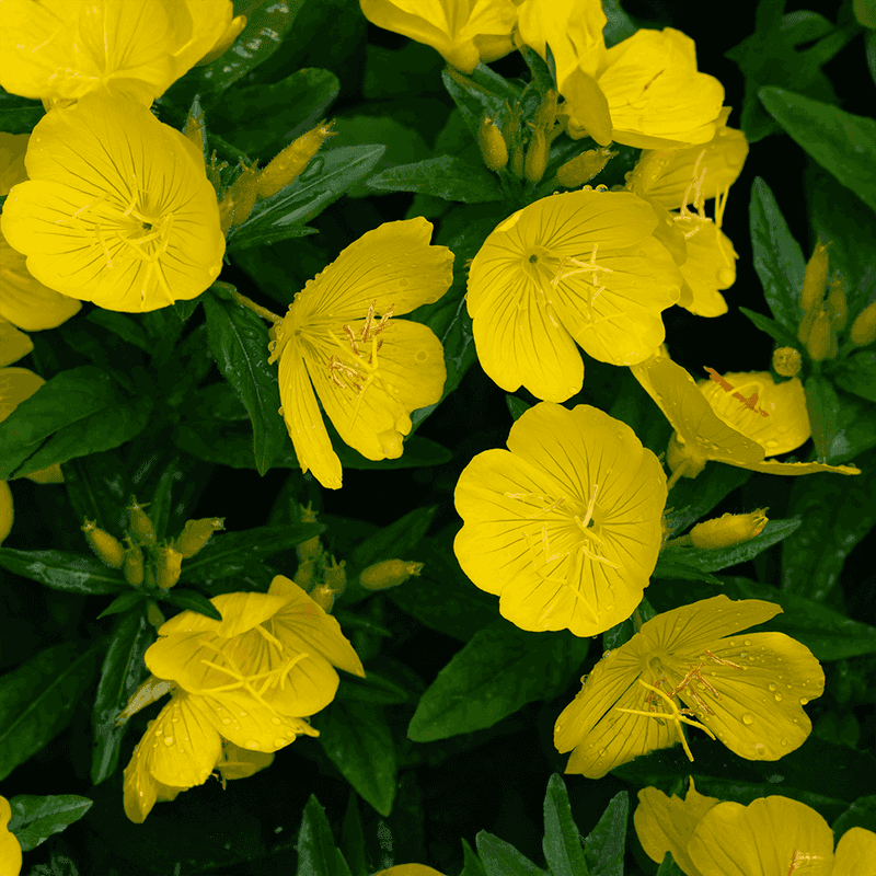 Evening Primrose (Oenothera biennis)