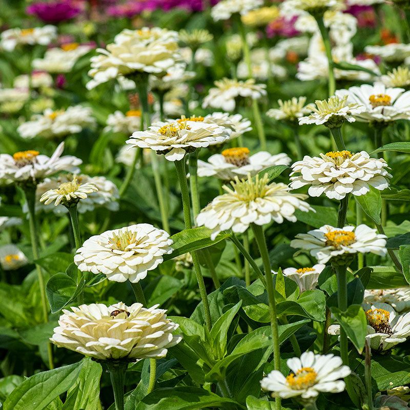 White Zinnia