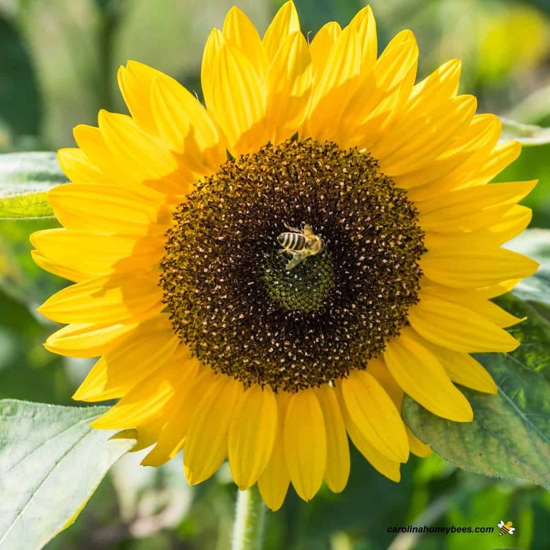 Sunflowers (Helianthus spp.)