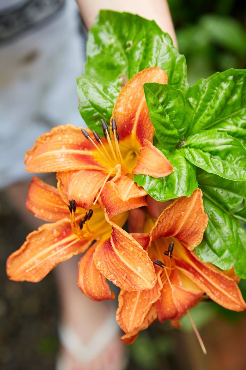 Daylily (Hemerocallis spp.)