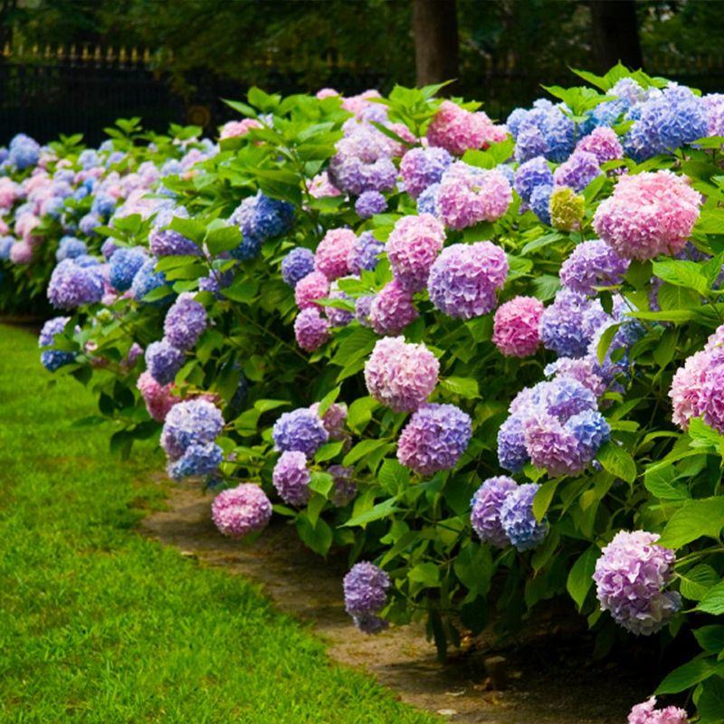 Endless Summer Hydrangea