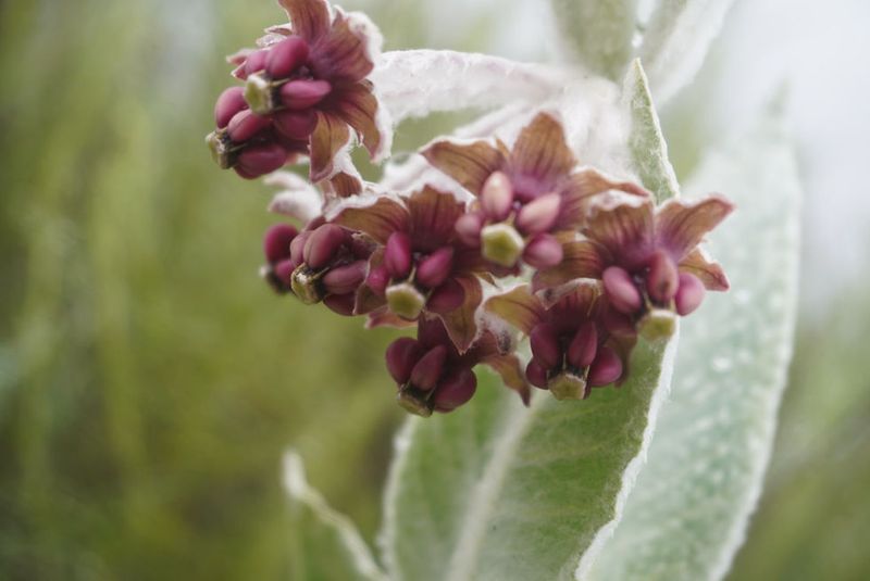 Woollypod Milkweed