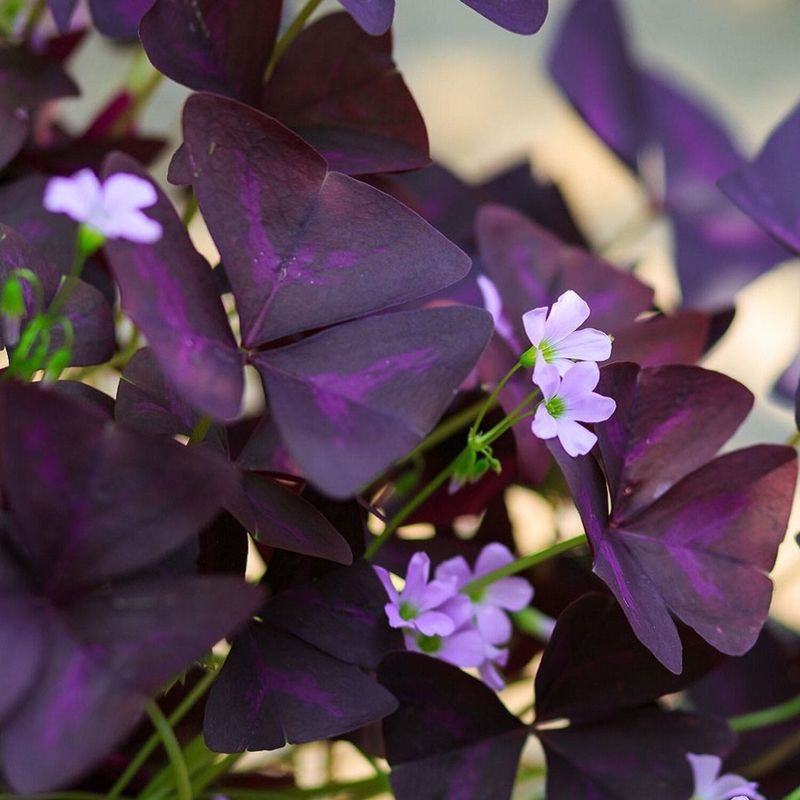 Oxalis (Purple Shamrock)