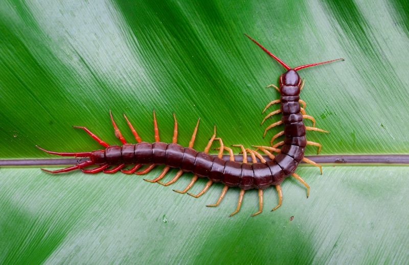 Centipedes & Millipedes