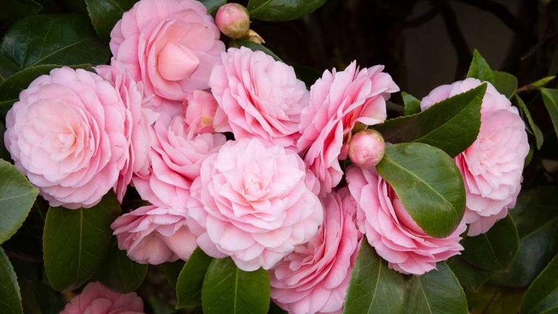 Camellias
