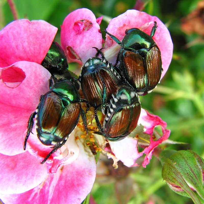 Japanese Beetles: Metallic Leaf Shredders
