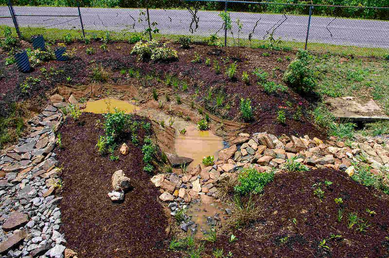 Building a Rain Garden