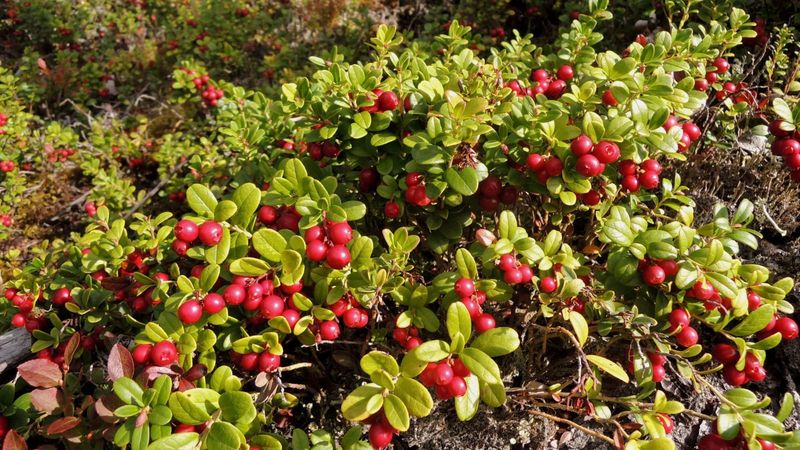 Lingonberry