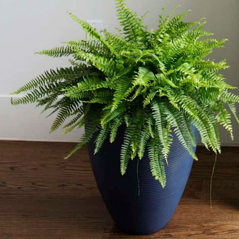 Boston Fern